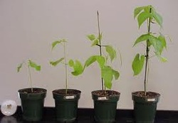 constant in plant growth experiment